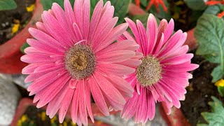 Gerbera plant care ज़रबेरा पोधे की देखभाल जिससे साल भर आपके साथ बना रहे [upl. by Richella]