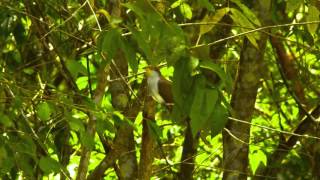 24 01 Yellowbilled Cuckoo [upl. by Delacourt]