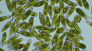 Euglena part plant part animal by Motic Europe [upl. by Eulalee]