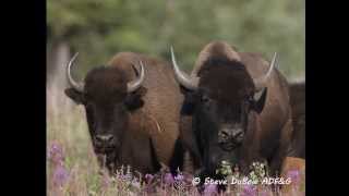 Wood Bison Field Identification [upl. by Marabelle622]