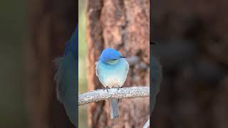 Mountain bluebird in Oregon shorts [upl. by Ydospahr]