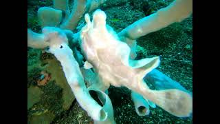 frog fish [upl. by Pierson]