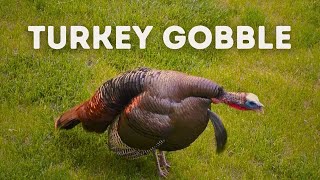 Wild Turkey Gobble  Use This Sound While Hunting [upl. by Kozloski69]