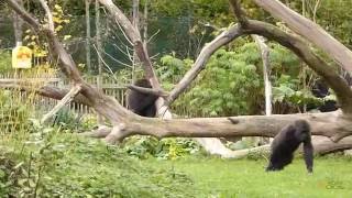 Gorillas and mangabeys enrich each other’s life at Dublin Zoo [upl. by Yrome]