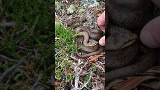 Tailvibrating behavior in the Smooth snake Coronella austriaca Ticino Switzerland [upl. by Alf]