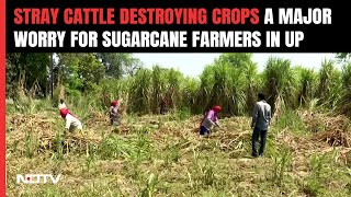 Loksabha Elections 2024 Muzaffarnagar Sugarcane Farmers Worried About Stray Cattle Destroying Crops [upl. by Prestige487]