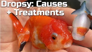 GOLDFISH DROPSY  What it is Why it Happens amp How to Treat it [upl. by Orual]