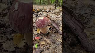 BOROWIK SOSNOWYBOLETUS PINOPHILUS [upl. by Jurkoic]