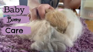 WHAT TO DO IF YOU FIND A BABY BUNNY  The Rabbit Sanctuary Australia [upl. by Othella]