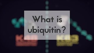 What is ubiquitin [upl. by Tiloine378]