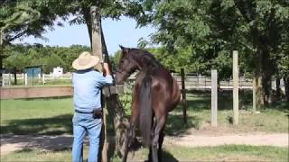 Patience Learning to Tie [upl. by Anej]