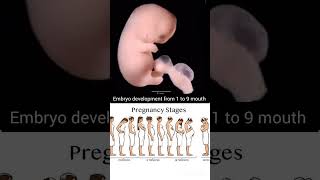 Embryo development stage [upl. by Smart]