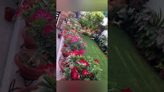 beautiful garden housegarden house ideahow garden ideaPeacefulBeautyScenes brilliantgarden [upl. by Kenton]