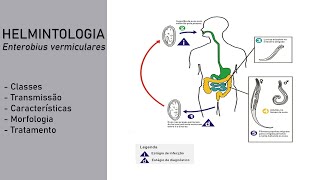 Helmintologia  Enterobius vermiculares Oxiúros [upl. by Agathy]