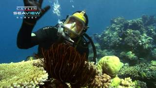 Seaview Science Video Crinoids [upl. by Alya]