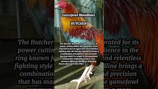 Gamefowl Bloodlines Butcher [upl. by Hcurob835]