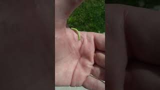 American Inch worm [upl. by Aronoff]