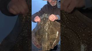 Chesil Beach Undulate Ray [upl. by Philippe44]