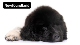 Newfoundland The Gentle Giant You NEED In Your Life ❤️ [upl. by Naibaf]