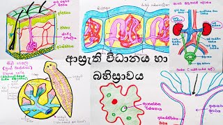 ආස්‍රැති විධානය හා බහිස්‍රාවය Osmoregulation and Excretion AL biology lessons in sinhala  biology [upl. by Georgie]