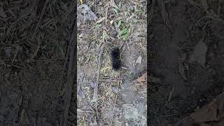 Black Woolly Worm Sign Of Bad Weather [upl. by Ludeman586]