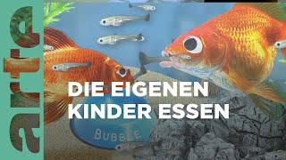 Wie vermehren sich Goldfische  Eure Fragen  ARTE Family [upl. by Atsilac]