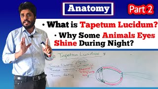 Tapetum Lucidum Dog eye Structure Veterinary AnatomyPart 2 [upl. by Oretos922]