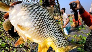 The Rural Fishermen Are Very Happy To Catching The Big Monster Golden Carp Fish  Saima Fishing [upl. by Riley]