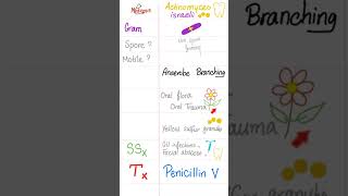 Actinomyces israeli  Anaerobic branching Grampositive Rod Bacteria  Microbiology 🧫 science [upl. by Avilla847]