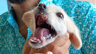 Dog mouth warts 🦮🐾🐕‍🦺  puppy doglover puppies warts cute dogvideos dogvideo dogvlog video [upl. by Jacobina]