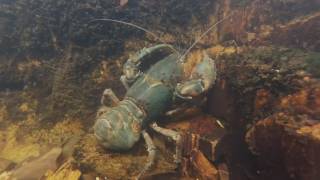 Tasmanian Freshwater Crayfish [upl. by Darell]