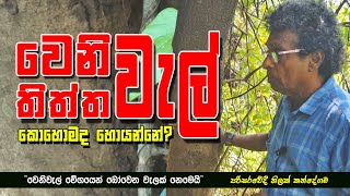 වෙනිවැල්  තිත්ත වැල් quotකොහොමද හොයන්නේ quot  Herbal Plants  Sri Lanka ThilakKandegama [upl. by Leitnahs]