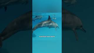 Dolphin The Oceans Playful Genius animals facts dolphin [upl. by Kacy]