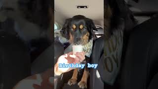 Padfoot’s birthday treat miniaussies shorts dogshorts aussie [upl. by Tiga456]