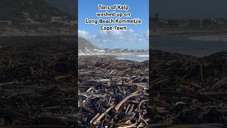 Tons of Kelp washed up on Long Beach Kommetjie Cape Town [upl. by Kcirdet]