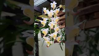 Aerides odorata vanda orchid [upl. by Drawyeh482]