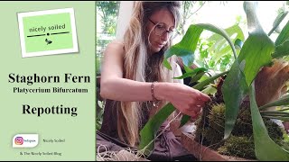 Platycerium Bifurcatum PART 2 REPOTTING  a New Home for my Staghorn Fern [upl. by Brandi]