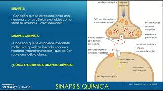 SINAPSIS NEURONAL [upl. by Gannes]