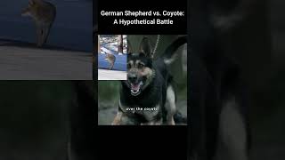 German Shepherd vs Coyote  A Hypothetical Battle mysticalanimals wildlife animalpowers [upl. by Ddej274]