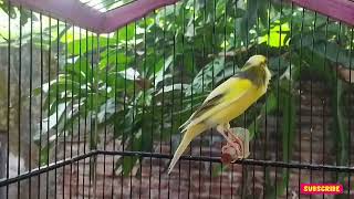 Spanish Timbrado Canary Chirping  Canary Training Song [upl. by Ateekan818]