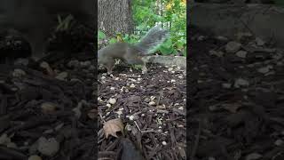 Fluffiest tail Squirrel for cats to watch squirrel catrelaxation catwatchingtv squirrels cats [upl. by Attenov]