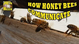 How Honey Bees Communicate Part 1 Pheromones [upl. by Ayotal550]