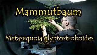 Mammutbaum Metasequoia glyptostroboides [upl. by Tiphane514]