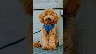 “He’s an angel to be honest” 😇 streetportraits dogphotography [upl. by Bartle]