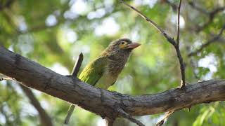 Sounds of Brown headed barbet [upl. by Kevan]