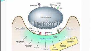 life cycle and host interactions of symbiodiniumzooxanthellae [upl. by Capwell]