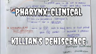 Pharynx7  Killians Dehiscence  Clinical Anatomy [upl. by Ariel429]