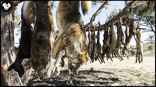 Incredible Millions Of Wolf Wild Boars Attack Farms At Night Are Destroyed By Canadian Farmers [upl. by Tnilk]