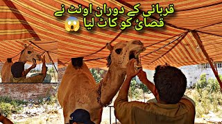 Qurbani Camel 2024 Ratta Road Gujranwala [upl. by Gawlas]