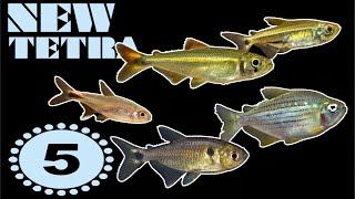 New Tetra Guide 5 Hyphessobrycon Cheirodon Tyttocharax Axelrodia and Bryconops [upl. by Adiarf165]